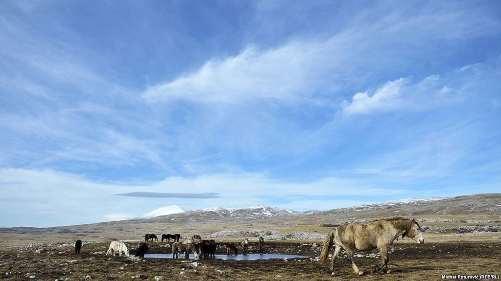 Ngordhje masive e kafshëve nga të nxehtit në Australi