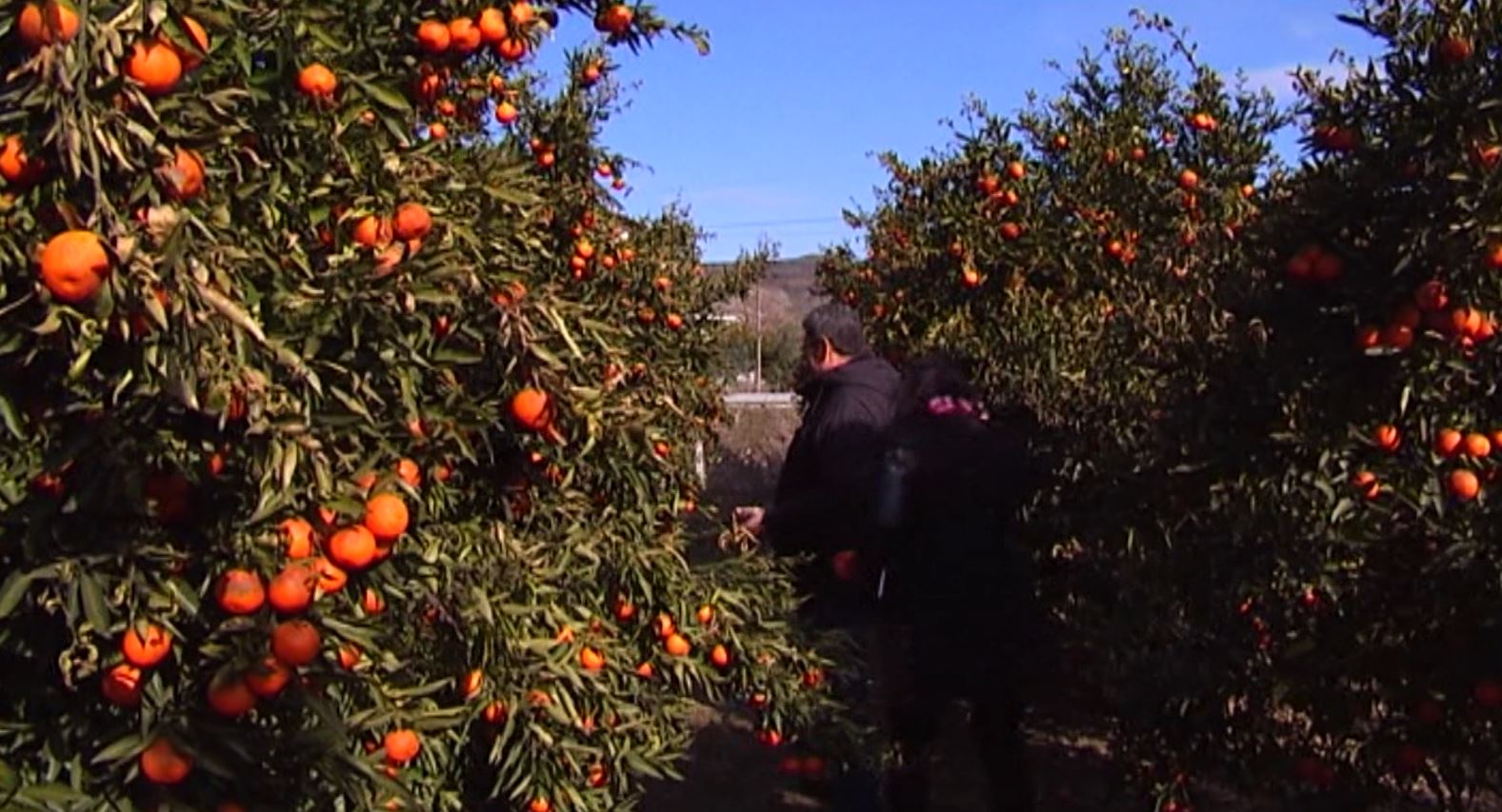 Mandarina mbetet pa shitur, fermerët do ta bëjnë raki