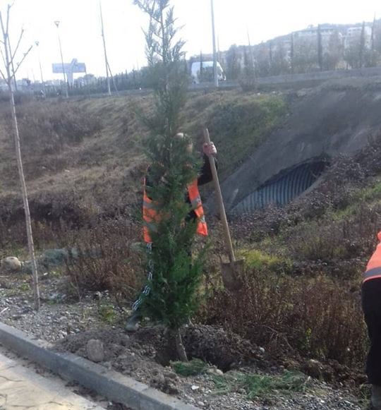 Bashkia e Tiranës mbolli 200 pemë te pedonalja e re