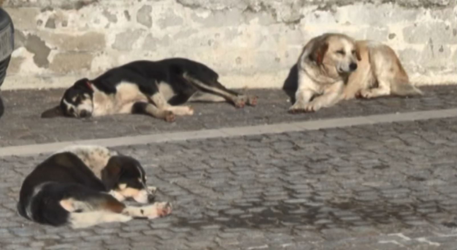 Qentë endacakë “pushtojnë” Lezhën, Bashkia në kërkim të zgjidhjes