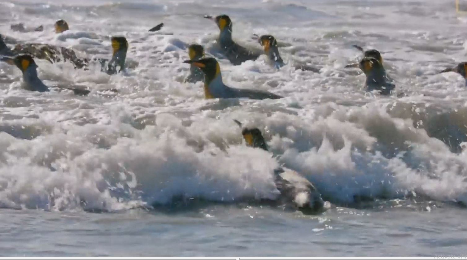 Mbyten me mijëra pinguinë të vegjël Antarktidë