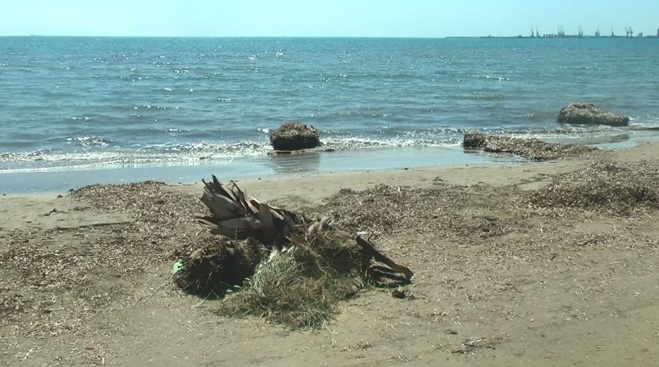 Plazhi i Durrësit i mbuluar nga leshterikët në prag të sezonit veror