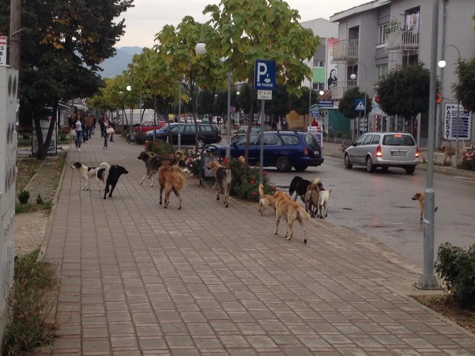 Qentë pa maska në ambiente publike, rrezik për qytetarët