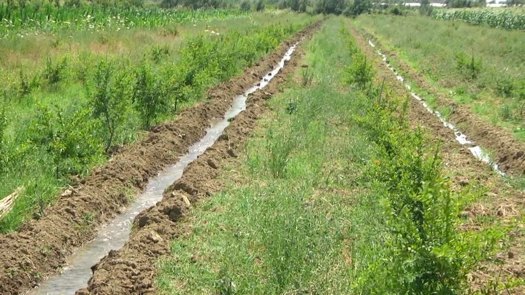 Divjakë, aty ku fermerët bekojnë ujin për vaditje - Abc News