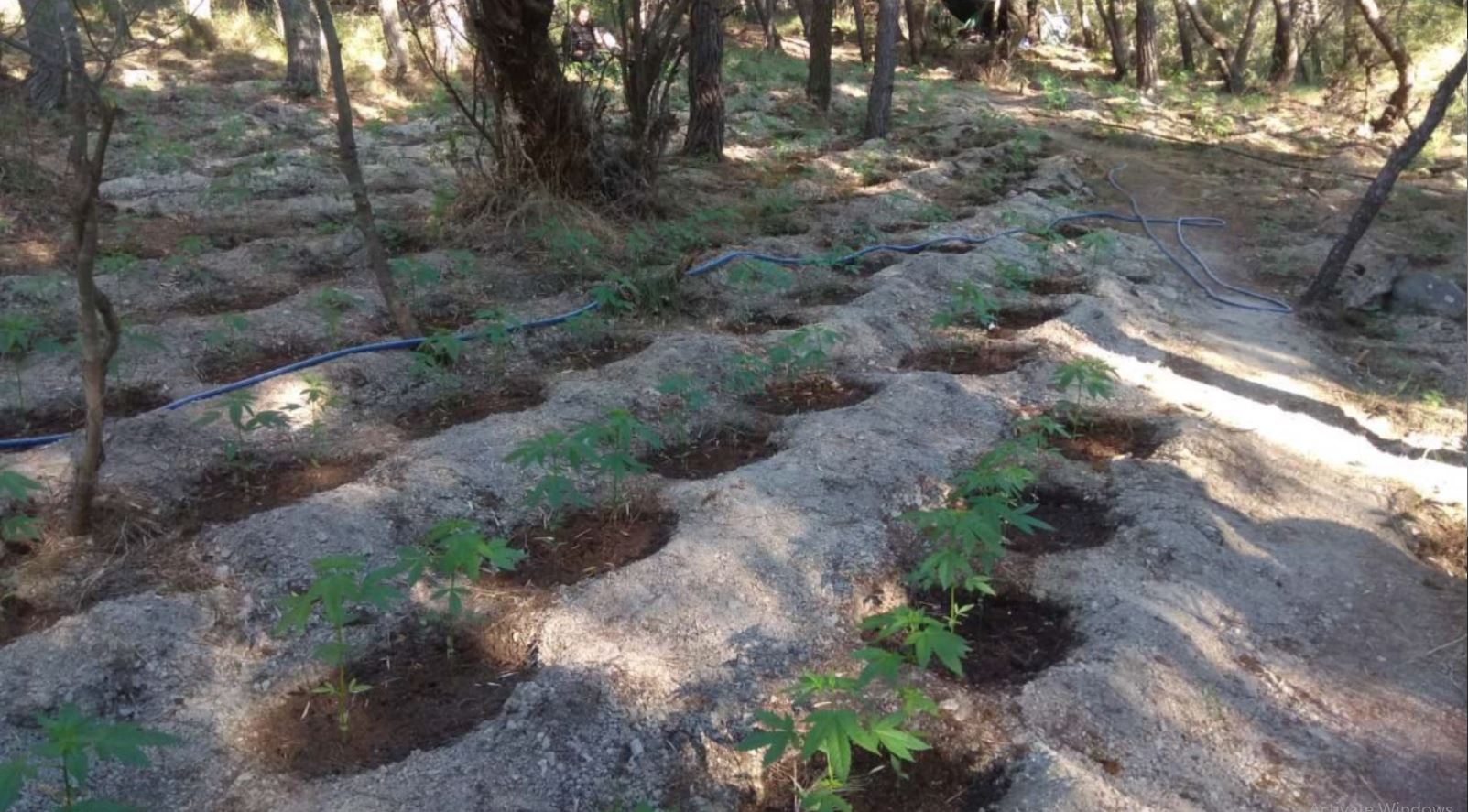 Plantacion me kanabis në Greqi, shpallet në kërkim pronari shqiptar