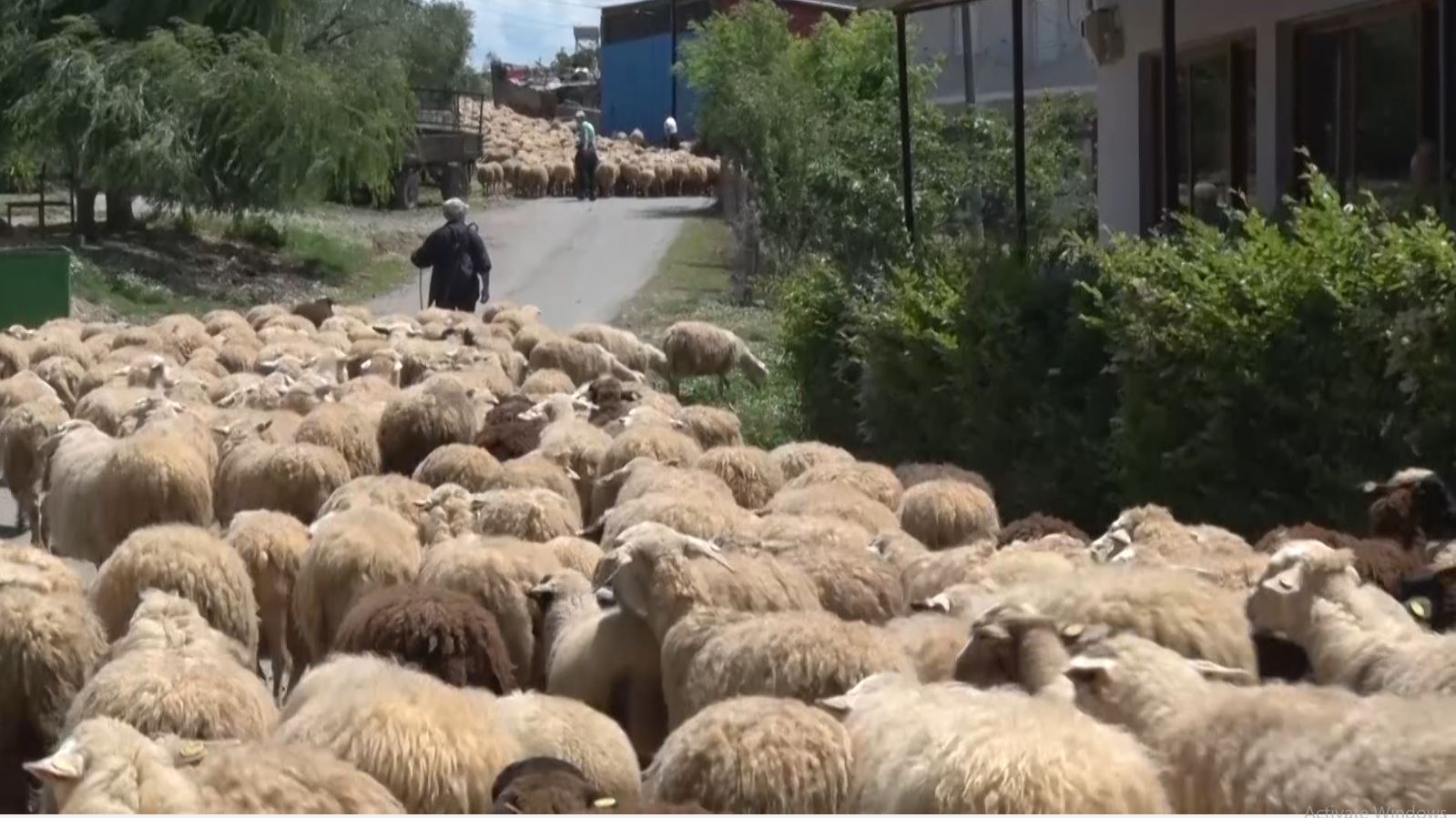 Nis shtegtimi i tufave të dhenve, nga zonat e ngrohta drejt kullotave malore