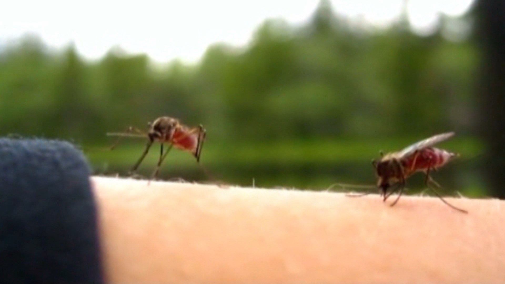 Pickimet nga insektet, mjekët apel për kujdes gjatë pushimeve