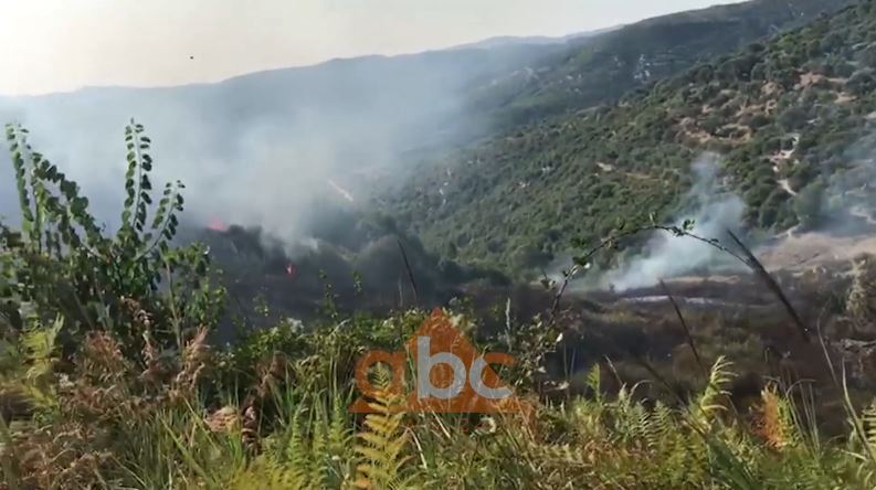 Zjarr në Mallakastër, digjen kodrat me ullishtë