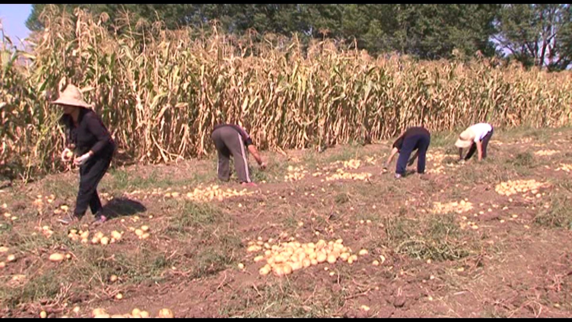 Fermerët e Korçës, të shqetësuar për prekjen e patates nga krimbi