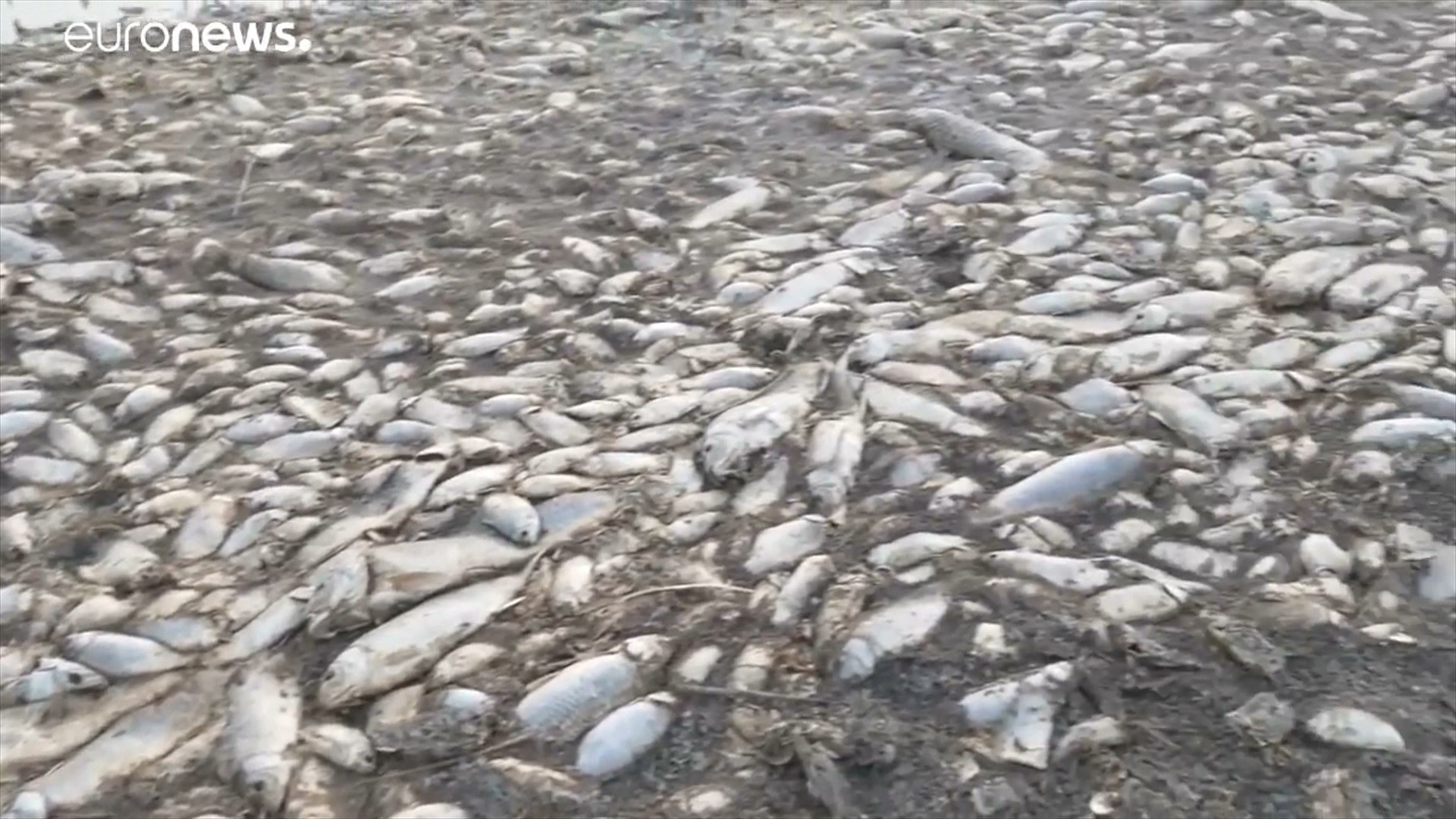 Liqeni fantazëm në Greqi, gjenden me mijëra peshq të ngordhur