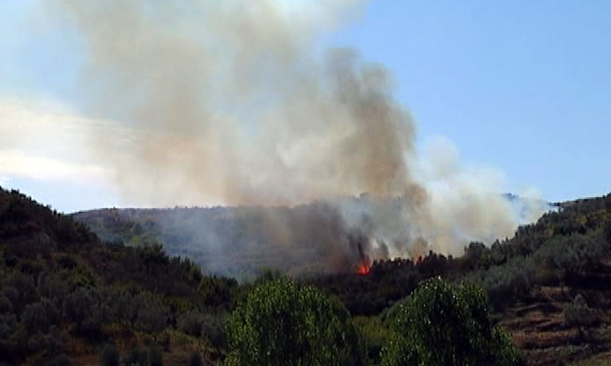 Zjarr masiv në Fier, përfshihet nga flakët kodra me ullinj e shkurre