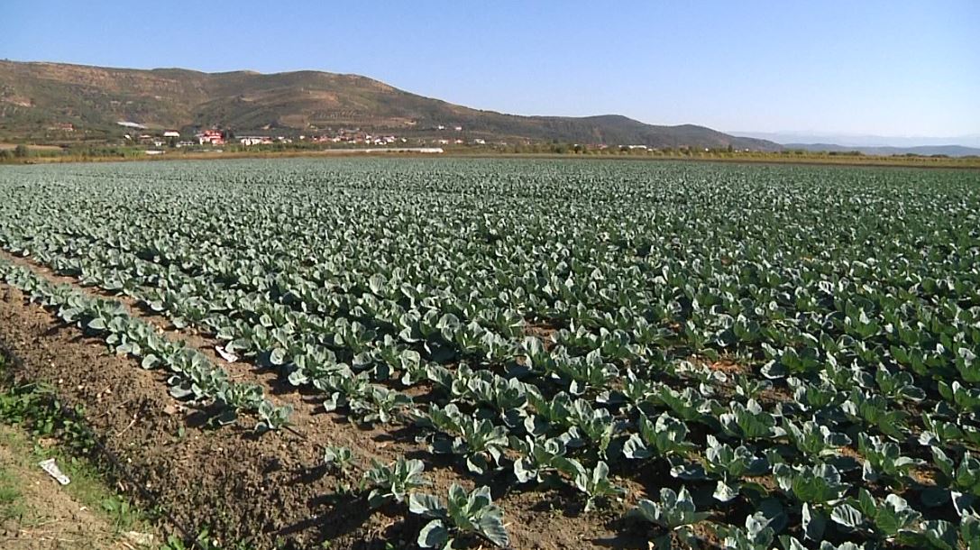 Thahen kanalet, fermerët blejnë ujë për të shpëtuar të mbjellat