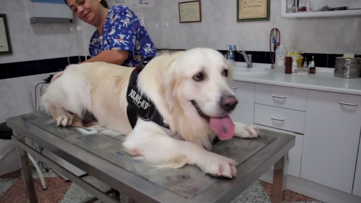 Spitali Veterinar Ndërkombëtar i Tiranës, për herë të parë operacioni i kataraktit të syrit për qentë