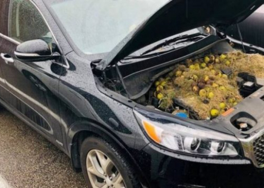 Makina po i qelbej erë, gruaja surprizohet nga ajo që gjen brenda