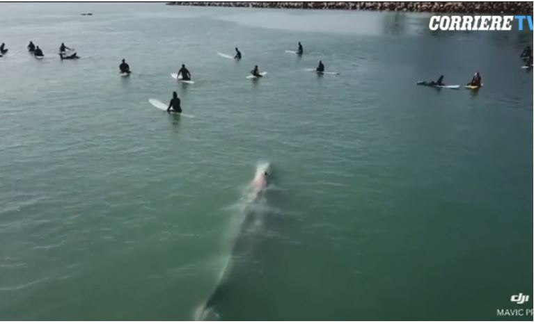 Balena noton poshtë sërfistëve, pamje spektakolare