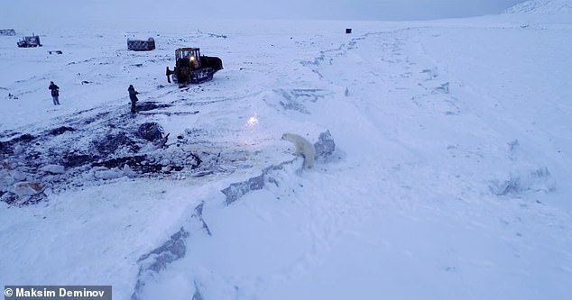 60 arinj polar rrethojnë fshatin, rojet nisin “luftën” me fishekzjarre