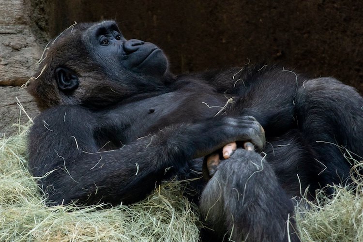 Fotoja që po bën xhiron e rrjetit: Gorilla me dorë si të njeriut