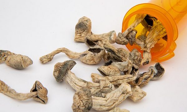 Trajtimi më i ri për depresionin,mesa duket gjendet tek këto kërpudha magjike