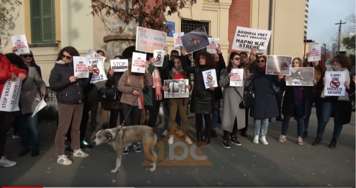 Protesta para Bashkisë së Tiranës për vrasjen dhe keqtrajtimin e qenve