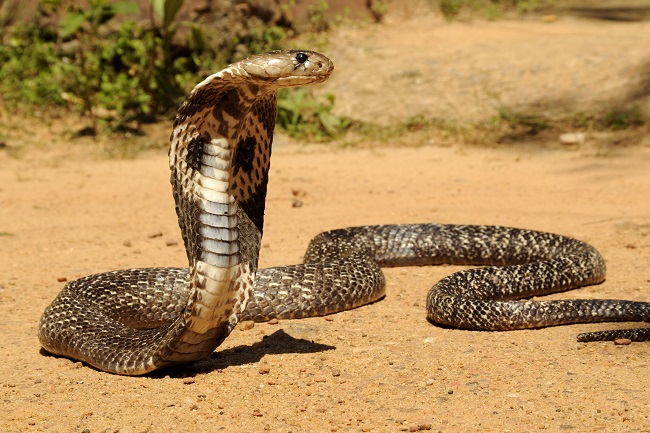 Mjekët e gjenetikës dekodojnë helmin e gjarprit kobra