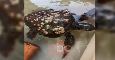 Pesë herë në të gjithë historinë, kapet “Breshka Fluturuese” në Vlorë