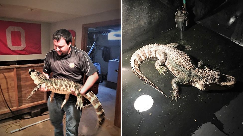 E pazakontë/ Policia gjen një aligator të rritur në bodrumin e një shtëpie