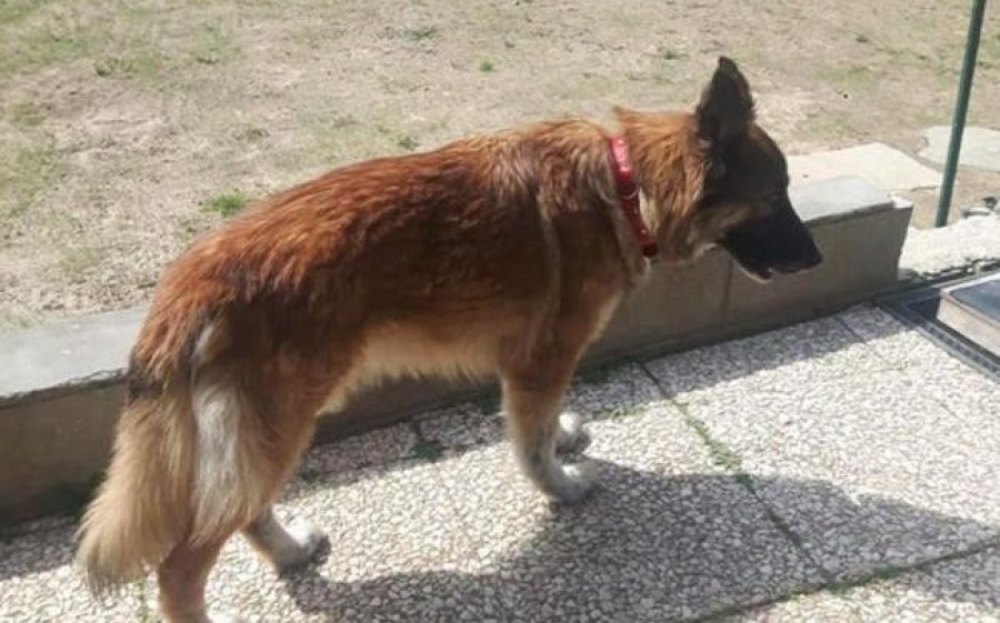 Njihni “Stelën”, qeni që udhëtoi me orë të tëra për tek pronari i prekur nga koronavirusi