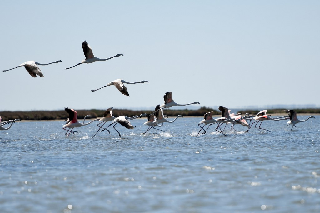 VIDEO / Zogjtë në parajsë: Mrekulli në ujërat shqiptare, flamingot “lulëzojnë” pas izolimit nga koronavirusi