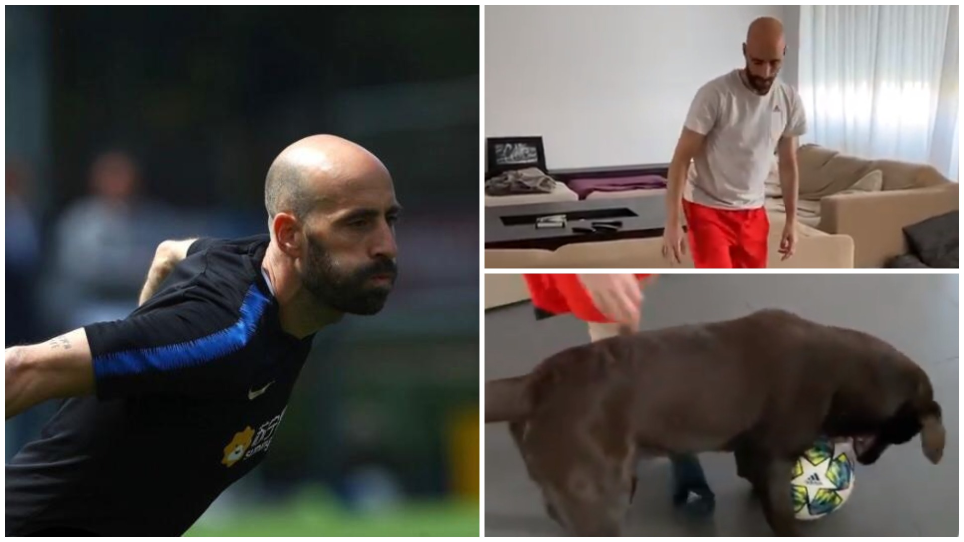 VIDEO/ Borja Valero argëtohet në karantinë, qeni i del mbrojtës i mirë