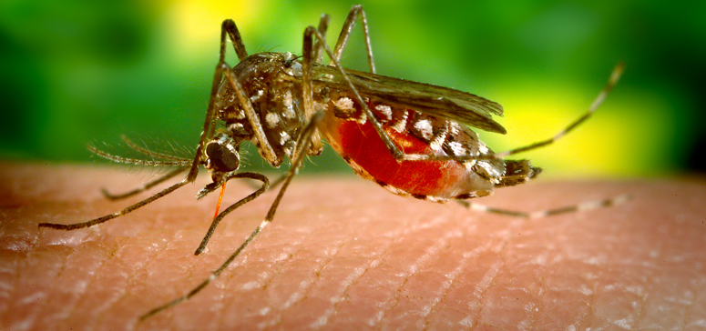 Franca në alarm të kuq. Shtohen mushkonjat që transmetojnë virusin Zika