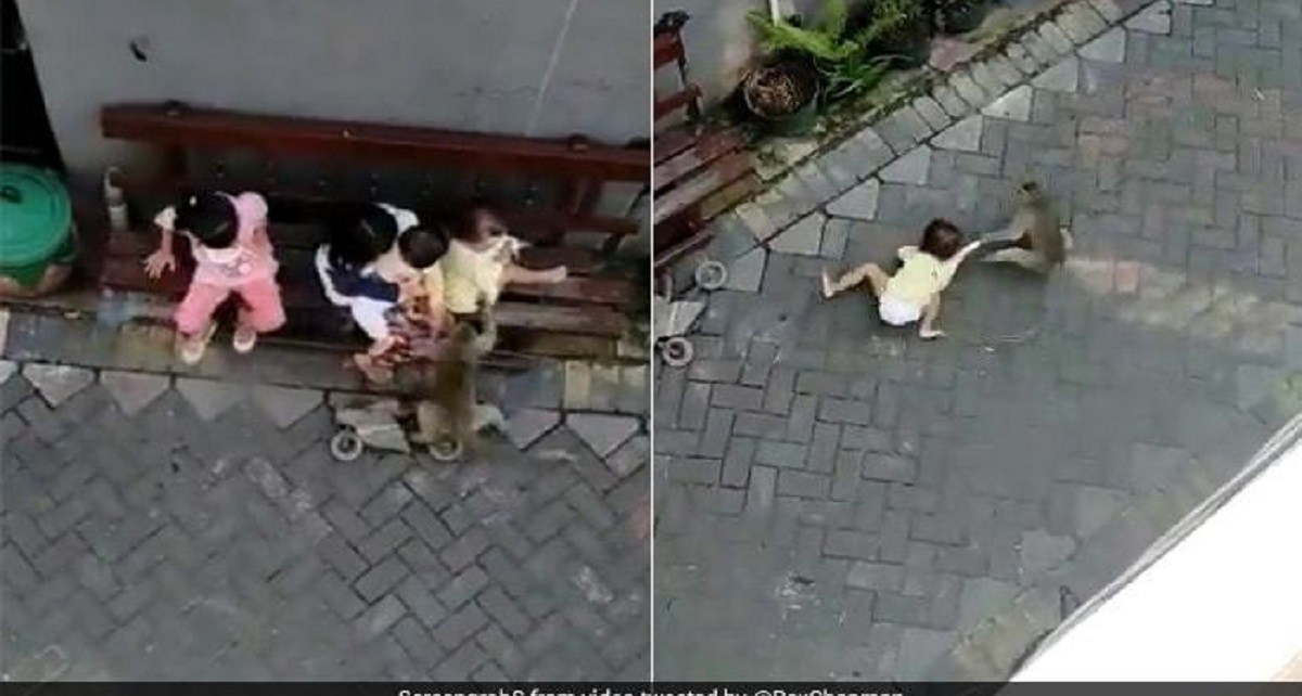 VIDEO/E pazakontë, majmuni tenton të rrëmbejë një vajzë në Indonezi