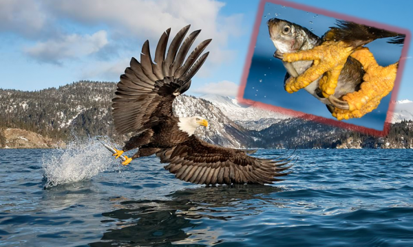 Pamje mahnitëse të shqiponjës duke zënë peshk