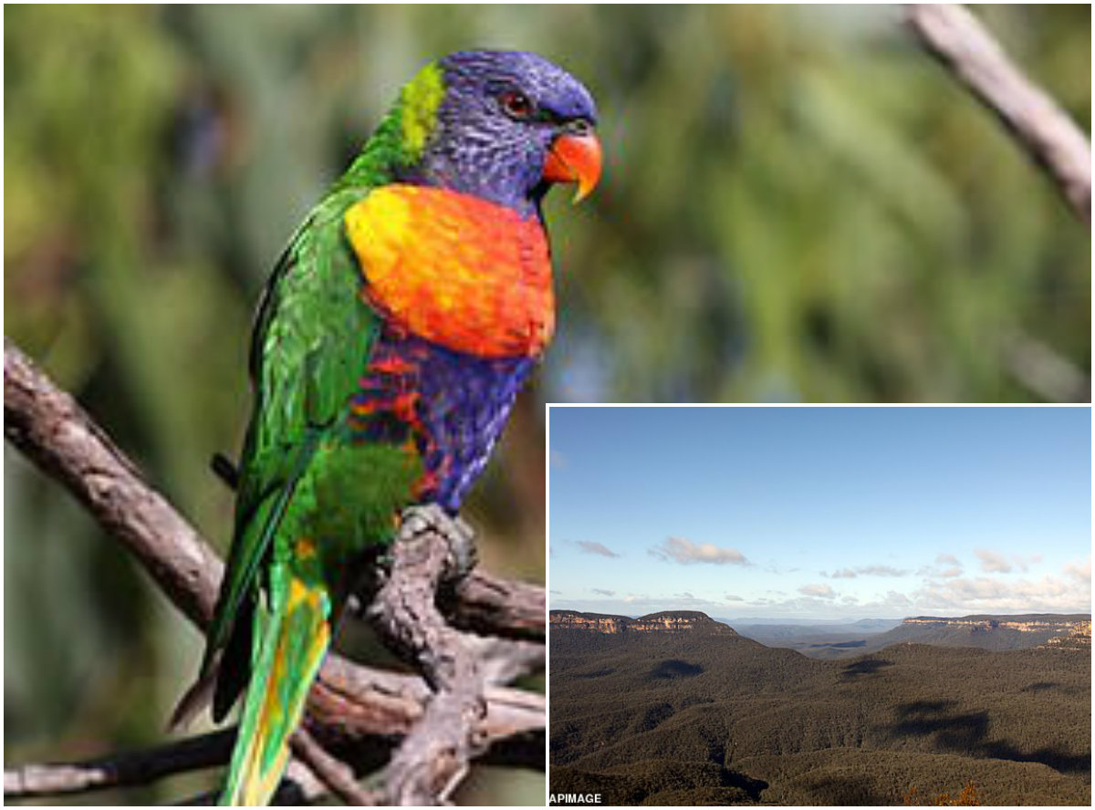 Pas koronavirusit, një tjetër sëmundje alarmon botën: Disa të infektuar nga “gripi i papagallit”