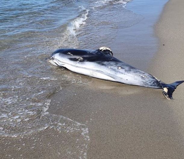 Delfin i ngordhur në bregdetin e Velipojës, peshkatarëve u bëhet apel për ruajtjen e tyre