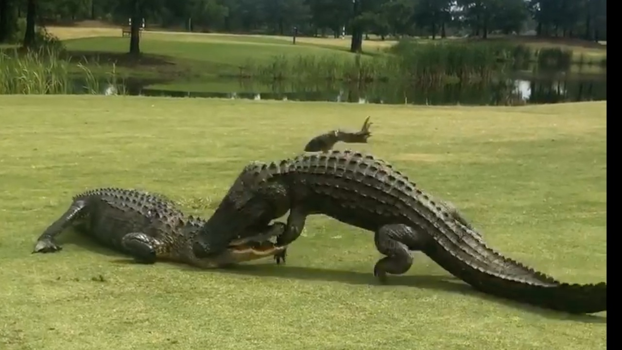 Dylufim aligatorësh në fushën e golfit