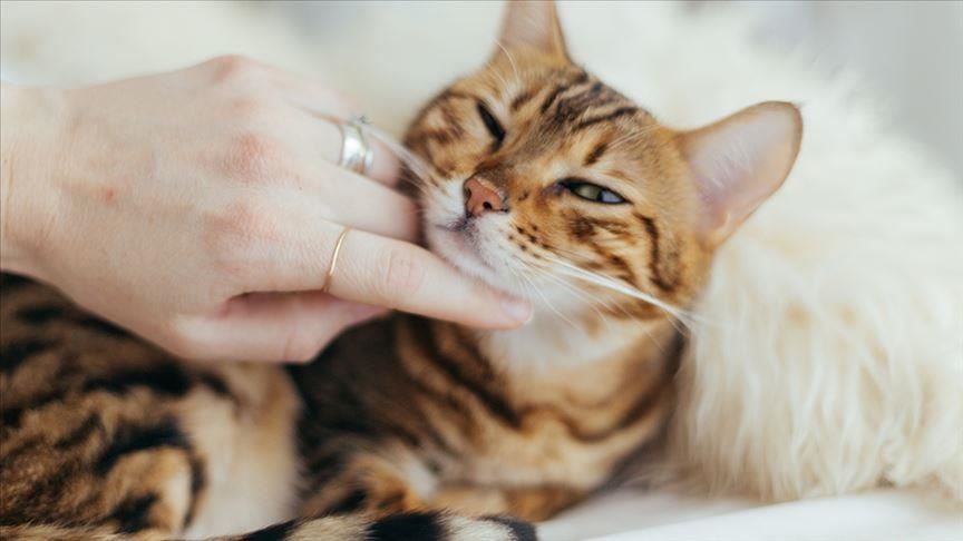 Macet transmetojnë koronavirusin tek njera-tjera,  por a mund të infektohen njerëzit?