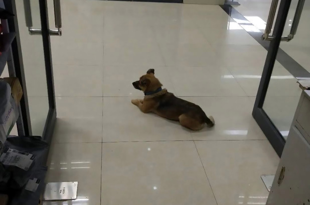 Pronari vdiq nga koronavirusi, qeni vazhdon e pret  në spital edhe pas 3 muajsh