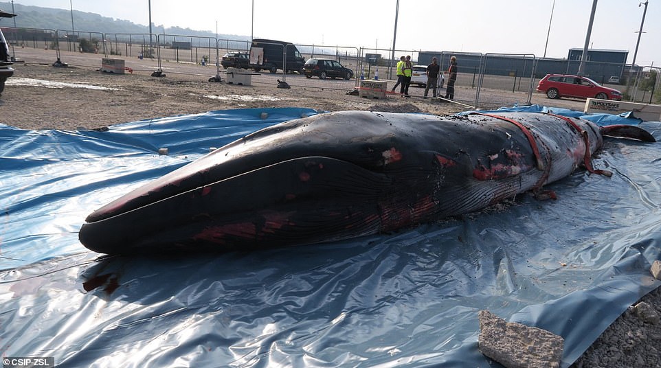 FOTO/ Balena del e ngordhur në breg të detit