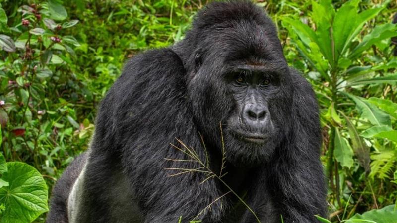 4 persona rrezikojnë burgim përjetë për vrasjen e një gorille