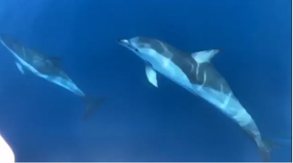“Mrekulli”, VIDEO e rrallë, delfinët dhurojnë shfaqje në Himarë