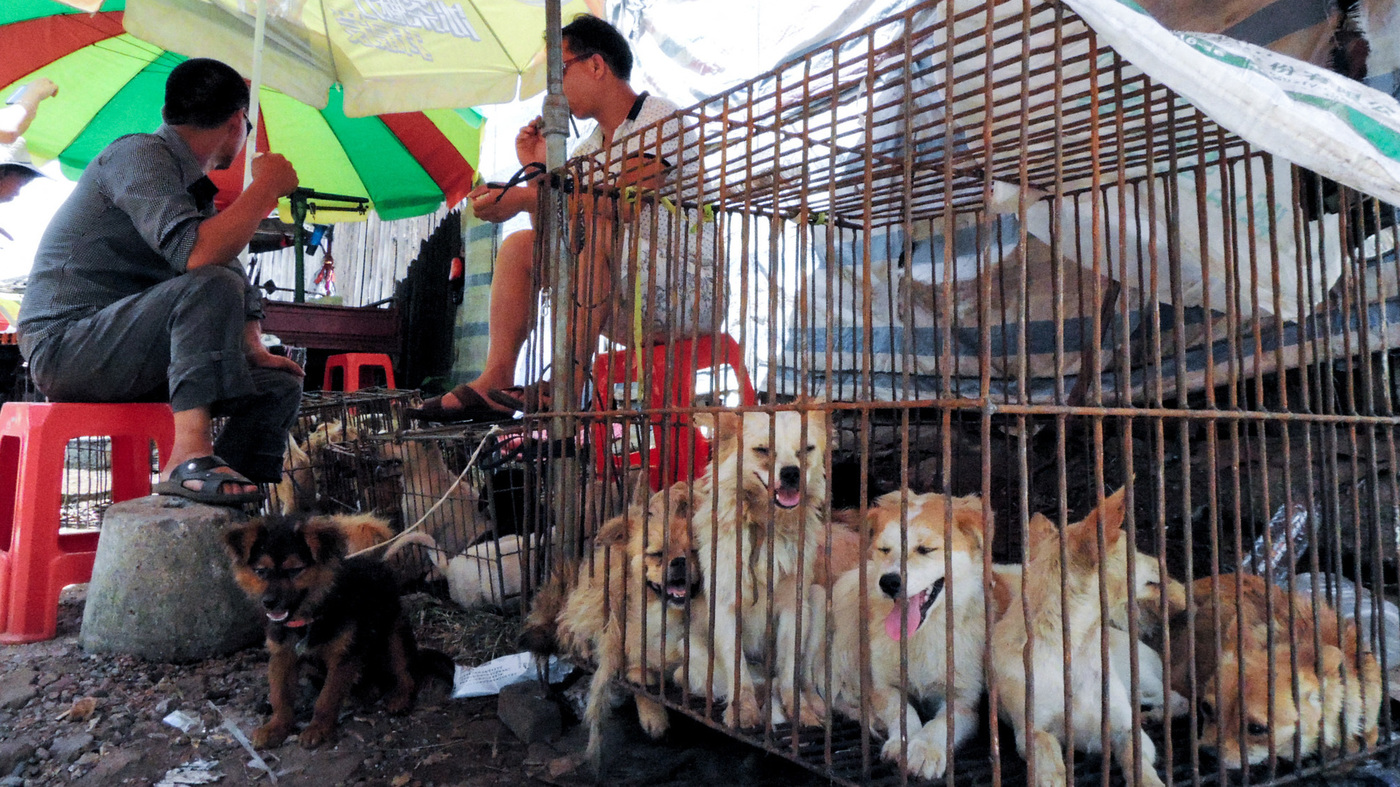 Panairi i rradhës me mish qeni në Kinë, koronavirusi nuk ndalon festivalin e Yulin