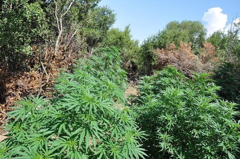 Kultivuan kanabis në oborret e shtëpive, arrestohen 2 persona në Tepelenë