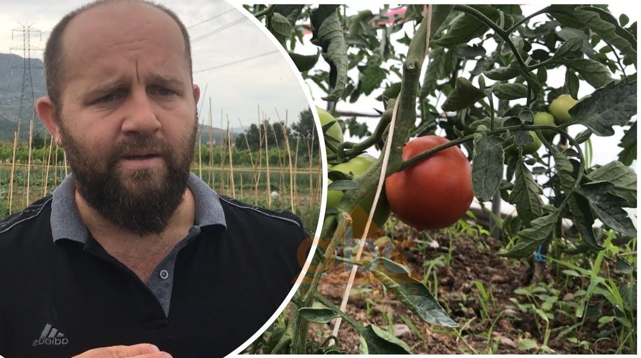 Dita botërore e ushqimit, prodhuesit e produkteve organike në Krajan të Lezhës: Të diferencohet TVSH-ja