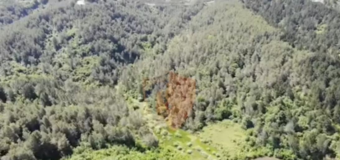 VIDEO/ Operacione anti-drogë, policia kontrolle me dronë nga ajri në pyje