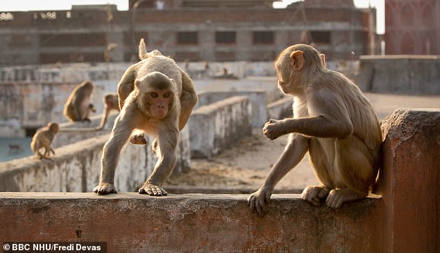 Vdekje tragjike, majmunët vrasin familjen me 5 anëtarë