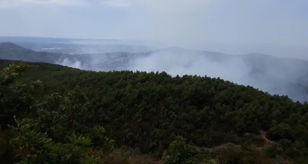 Digjen 3 hektarë pyje në Lezhë, kërkohet ndërhyrja me helikopter për të shuar flakët