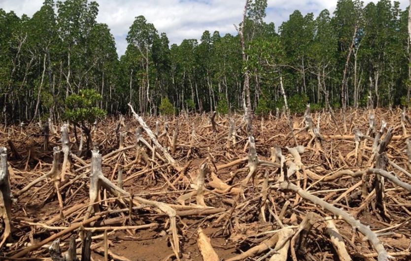 Shpyllëzim rekord gjatë qershorit në Amazonë, Brazili pezullon përgjegjësen e monitorimit