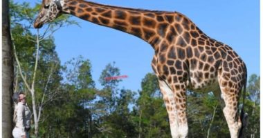 Rekordet Guinness zgjedhin gjirafën më të gjatë, zbuloni sa metra arrin