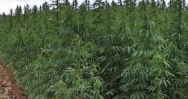 Kultivonin lëndë narkotike, arrestohen 4 persona