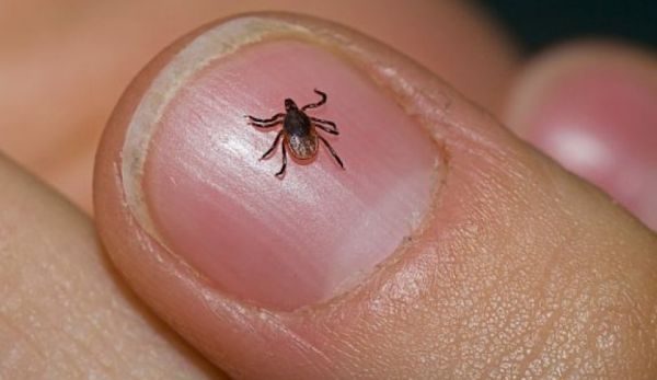 Shënohet një viktimë nga pickimi i rriqrave në Kosovë